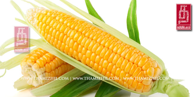 சோளம், solam, maize, corn, corn Field, Healthy, digestion, உடல்நலம், மருத்துவம், ஆரோக்கியம், சித்த, இயற்கை, பாட்டிவைத்தியம், சித்த மருத்துவம்